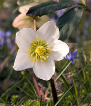 christrose_fl