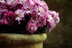 chrysantheme2_fl