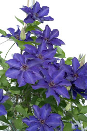 clematis2_fl