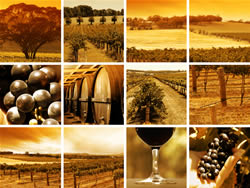 collage-wein3_fl