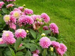 Dahlien im Beet