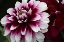 dahlien3_fl