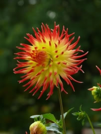 dahlien4_fl