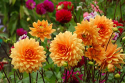 dahlien_fl