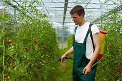 duengen-gewaechshaus-tomaten_fl