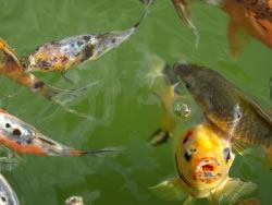 fische-luft_fl