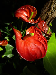 flamingoblume2_fl
