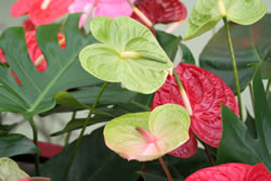 flamingoblume_fl