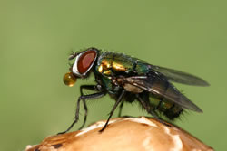 fliege5 fl