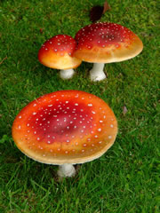 fliegenpilz3_fl