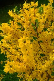 Frühlingsbote Forsythie