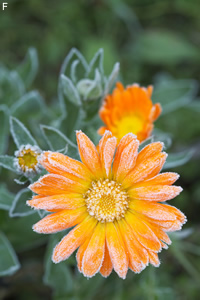 frost3