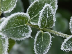 frost3_fl