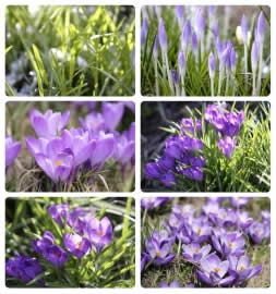 Frühlingsblüher im Garten