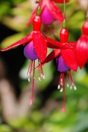 fuchsien2_fl
