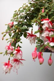 fuchsien_fl