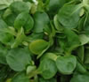 feldsalat2_fl