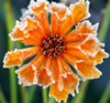 frost2