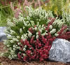 heidegarten_fl