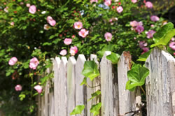garten3_fl