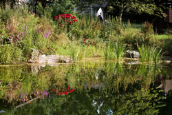 gartenteich-pflanzen_fl