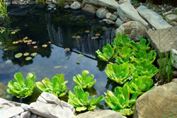 gartenteich2_fl