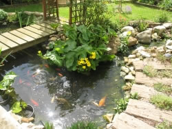 gartenteich6_fl