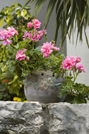 geranie-steintopf-blumentopf_fl