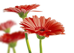 gerbera4 fl