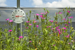 gewaechshaus-thermometer_fl