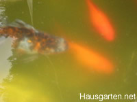 Goldfisch - Fische im Teich