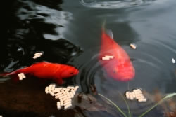 goldfisch_fl