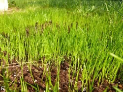 gras