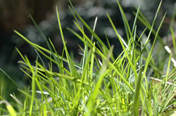 gras3_fl