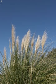 grasherbst