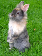 hase_fl