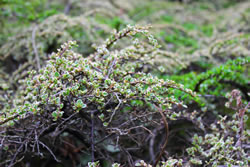 hecke-fruehjahr_fl