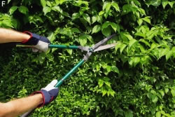 Geschnittene Hecke