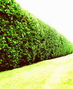 hecke3_ca