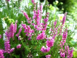 heide2_fl