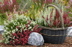 heidegarten fl