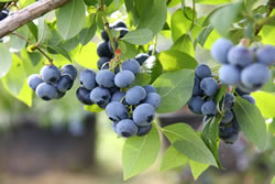 heidelbeeren fl