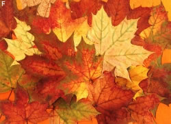 Herbst im Garten