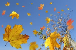 herbstlaub3_fl
