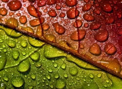 Basteln im Herbst mit Herbstlaub