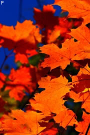 Herbstlaub im Garten