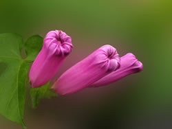 hibiskus_fl