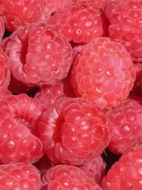 himbeeren2_fl
