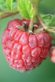 himbeeren3_fl