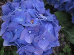 hortensie-blau_apf